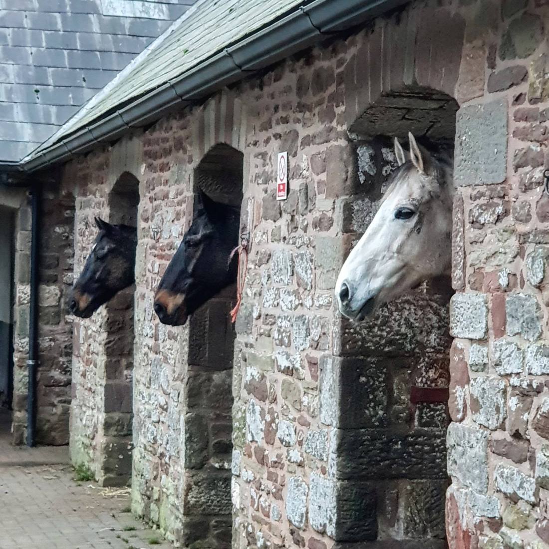 48987060_899456090253089_250284065213644800_o