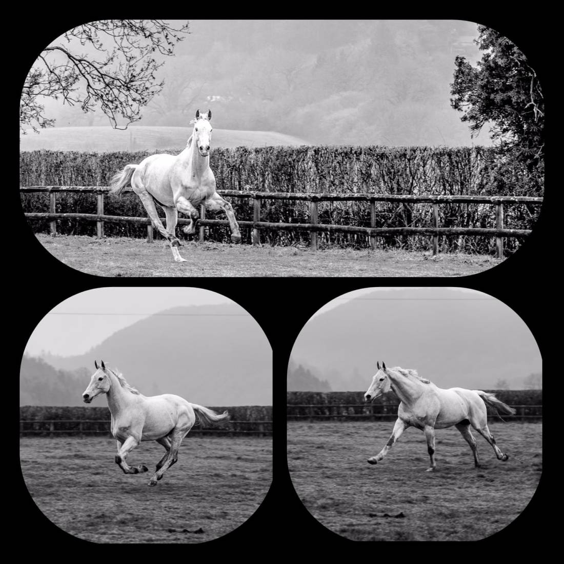 50551729_914794812052550_1232327697493917696_o