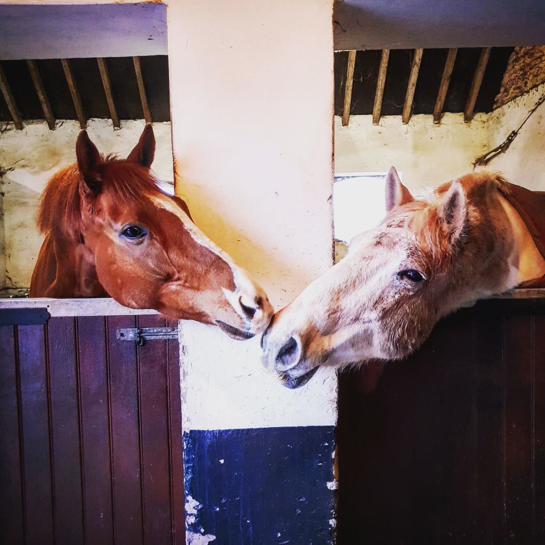 51437144_918817028316995_187176049149214720_o