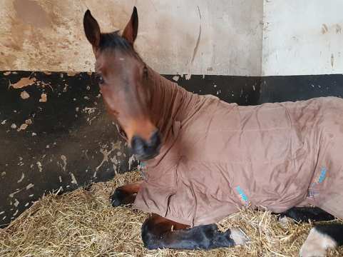 52596027_928022577396440_8906659211417485312_n