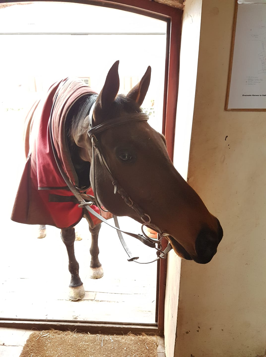 52889943_928522954013069_3359026602884202496_o