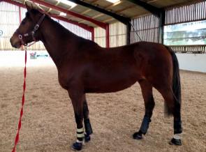 12924582_443342895864413_9171676748391319873_n