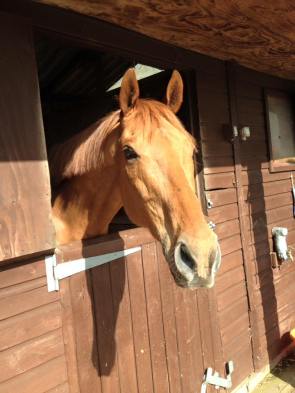 13062255_449682335230469_1230814636509903915_n