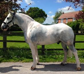 13237678_458204621044907_7229234233386410817_n