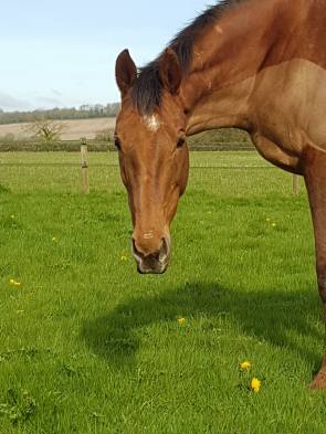 18193245_597678567097511_8592075433305828803_o