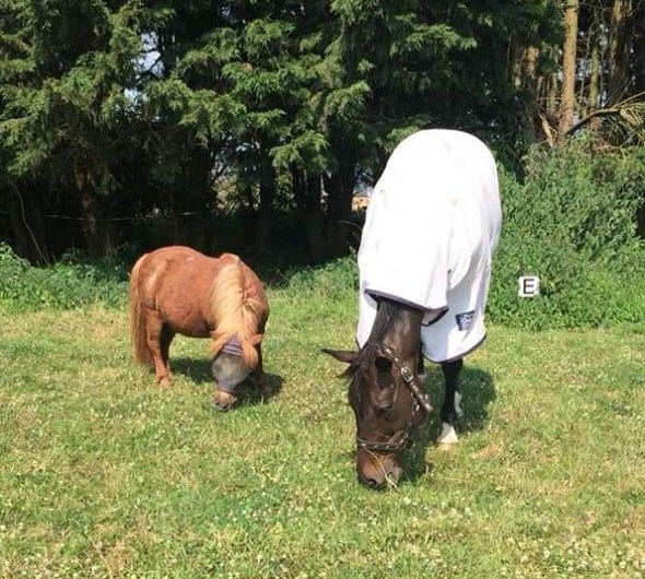 36451459_780712995460733_2971244429613989888_o