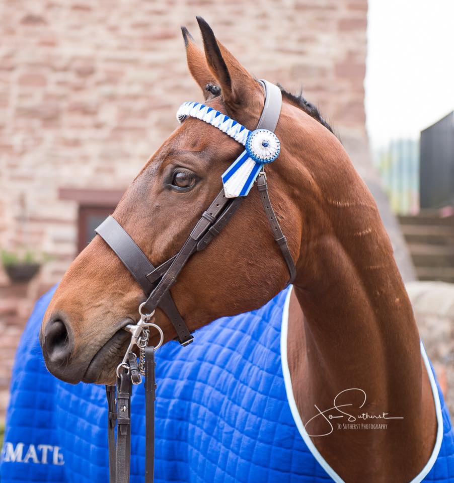 60728613_2326373374090024_2987188589462290432_n