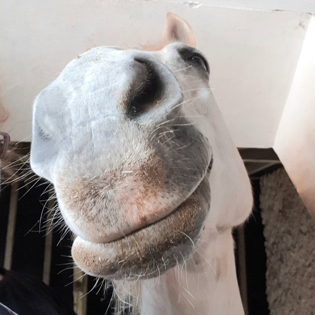 62012206_10156029958655059_8583047092249821184_o