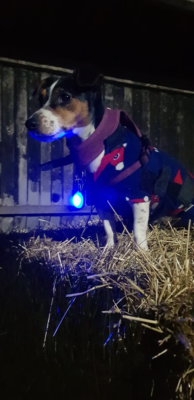 83115559_1173589839506378_9160647694513864704_o